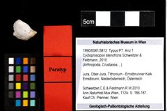 Foto (Objekt + Etiketten) von Cycloprosopon stenofrons (Schweitzer & Feldmann, 2010) 